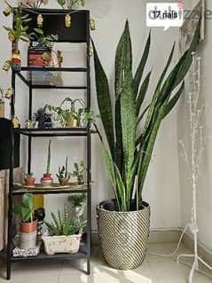 rare XL snake plant for plant lovers 0