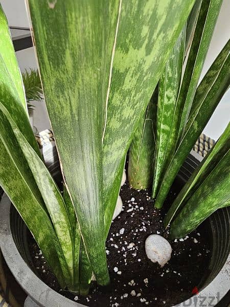 rare XL snake plant for plant lovers 1