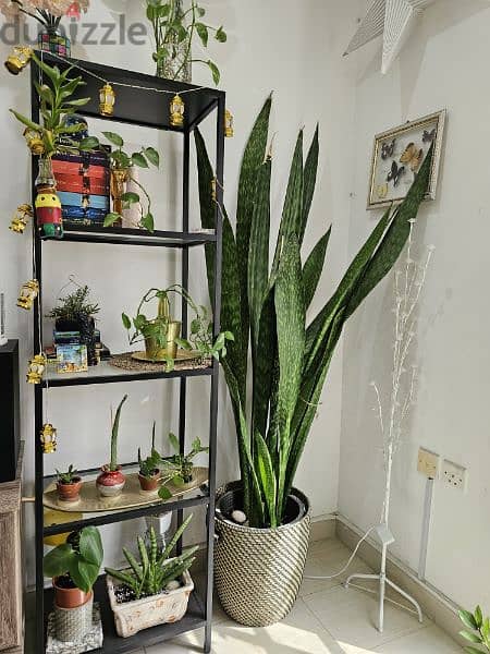 rare XL snake plant for plant lovers 2