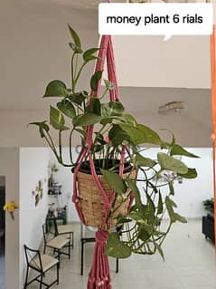 loved indoor plants for sale 0