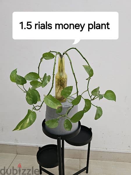 loved indoor plants for sale 1