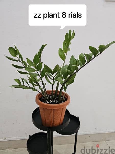 loved indoor plants for sale 2