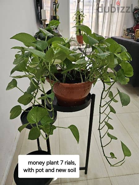 loved indoor plants for sale 6
