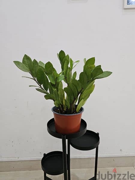 loved indoor plants for sale 7