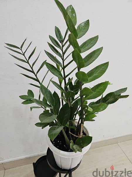 loved indoor plants for sale 10