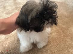shih tzu, 2 male puppies for sale 150 OMR