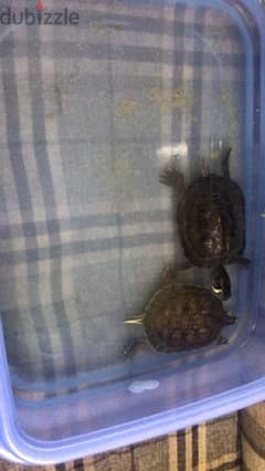 2 slider turtles