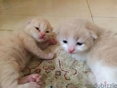 Pure Persian Kittens age 1.5 Month Neat n Clean Playfull Active