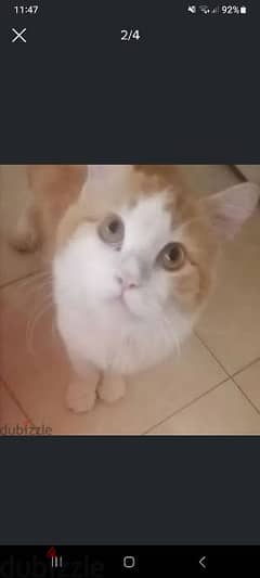 Onlly For Mating Male Cat 10 Riyal Delevery Possible 79146789