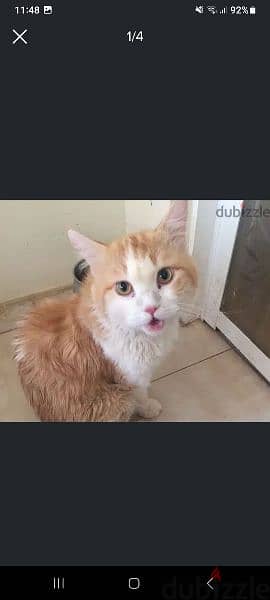 Onlly For Mating Male Cat 10 Riyal Delevery Possible 79146789 1
