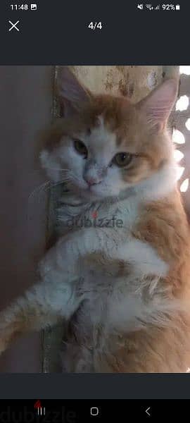 Onlly For Mating Male Cat 10 Riyal Delevery Possible 79146789 2