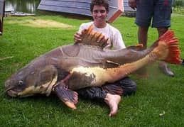 monster fish for sale