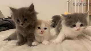 Kittens for sale (british long hair) 2 months old