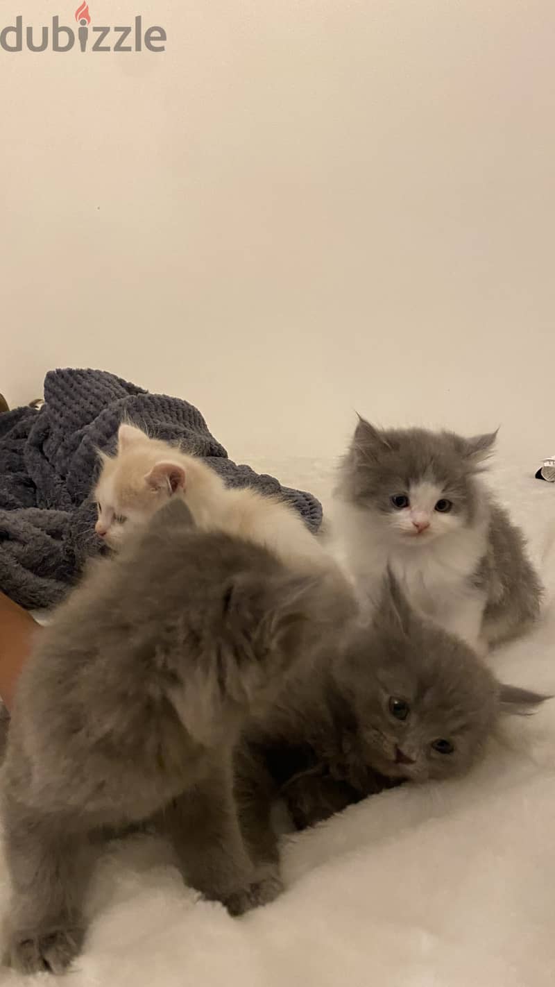Kittens for sale (british long hair) 2 months old 1