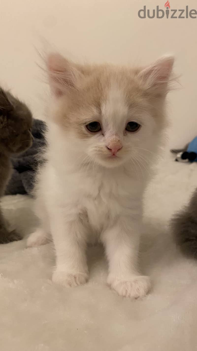 Kittens for sale (british long hair) 2 months old 2