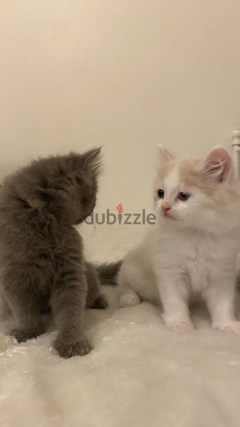 Kittens for sale (british long hair) 2 months old 3