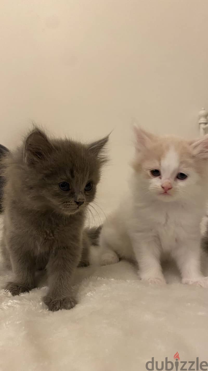 Kittens for sale (british long hair) 2 months old 4
