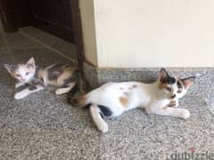3 months old female kittens for sale