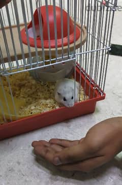 Hamster (Russian Dwarf)