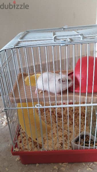 Hamster (Russian Dwarf) 2