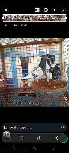 Teddy pigeon for sale