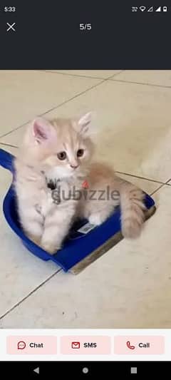 Pure Persian Kittens age 1.5 Months Pair Newt N Clean 79146789 0