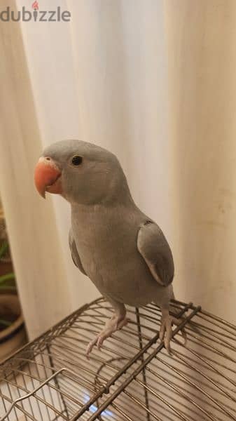 فرخ ببغاء دره سلفر (رصاصي ) Silver Dora parrot chick (gray) for sale 1