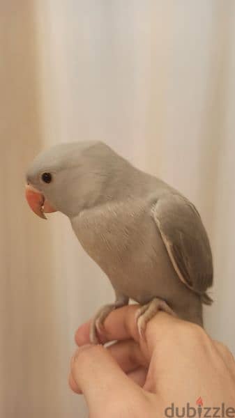 فرخ ببغاء دره سلفر (رصاصي ) Silver Dora parrot chick (gray) for sale 4