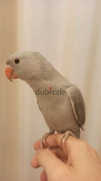 فرخ ببغاء دره سلفر (رصاصي ) Silver Dora parrot chick (gray) for sale 5