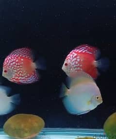 discus for sale 0