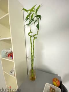 bamboo stem with vase