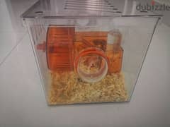 Hamster with cage for sale