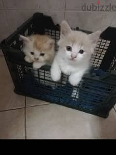 Pure Persian Kittens age 1.5 Month Very Cute Active whatsap 79146789