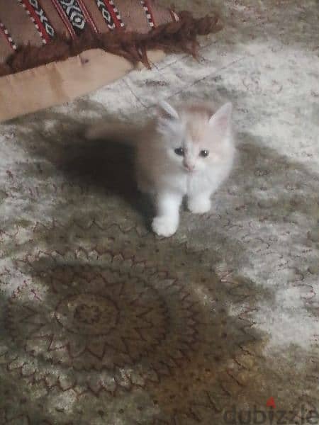 Pure Persian Kittens age 1.5 Month Very Cute Active whatsap 79146789 1