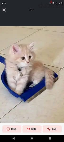 Pure Persian Kittens age 1.5 Month Very Cute Active whatsap 79146789 2
