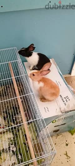2 Rabbits for sale,5 OMR each