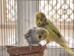 Breeding pair of budgies for sale