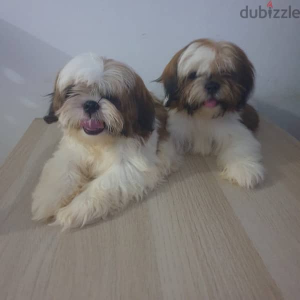 quality shitzu puppies 3