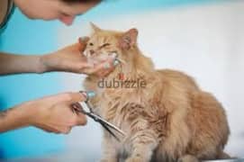 cat groomer 0