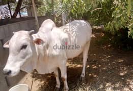 4 male cow for sale eid ul adha
