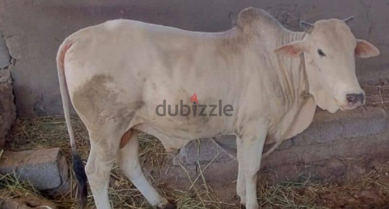 4 male cow for sale eid ul adha 1