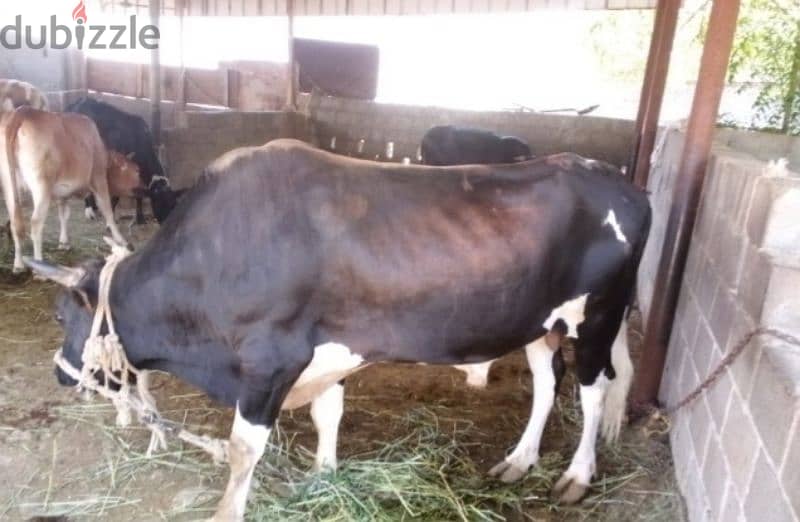 4 male cow for sale eid ul adha 2