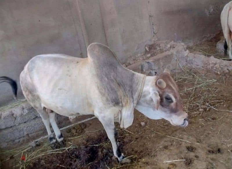 4 male cow for sale eid ul adha 3