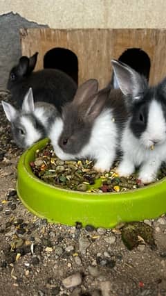 rabbits for sale ارانب للبيع