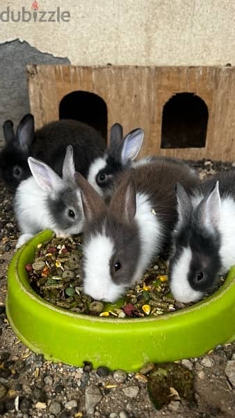 rabbits for sale ارانب للبيع 1