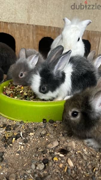 rabbits for sale ارانب للبيع 2