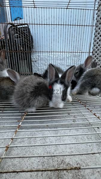 rabbits for sale ارانب للبيع 4