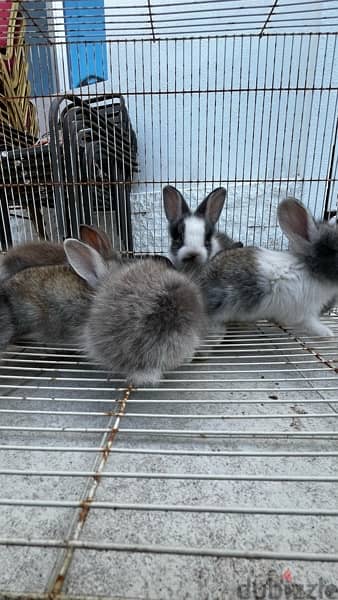 rabbits for sale ارانب للبيع 5