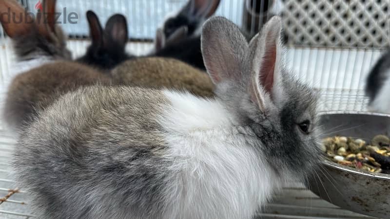 rabbits for sale ارانب للبيع 6