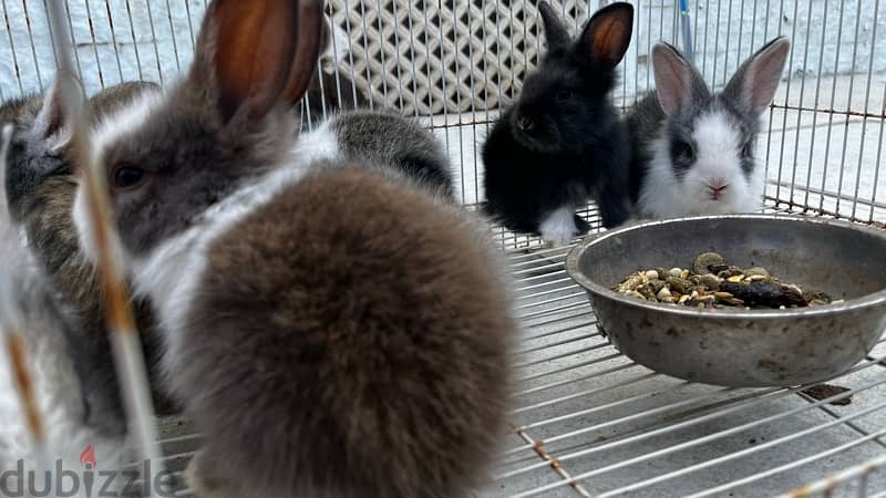 rabbits for sale ارانب للبيع 7